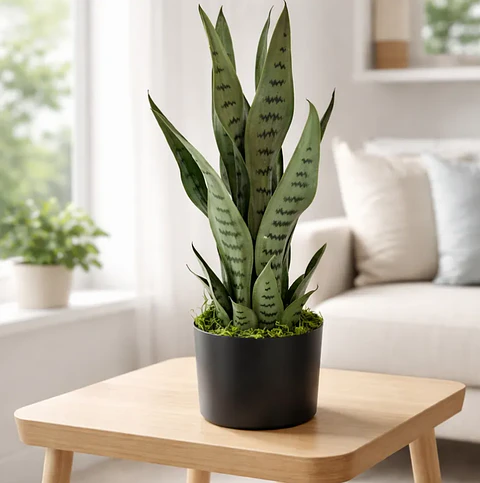 Planta Artificial Lengua De Suegra Decorativa 50cm Con Macetero