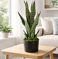 Planta Artificial Lengua De Suegra Decorativa 50cm Con Macetero - Miniatura 1
