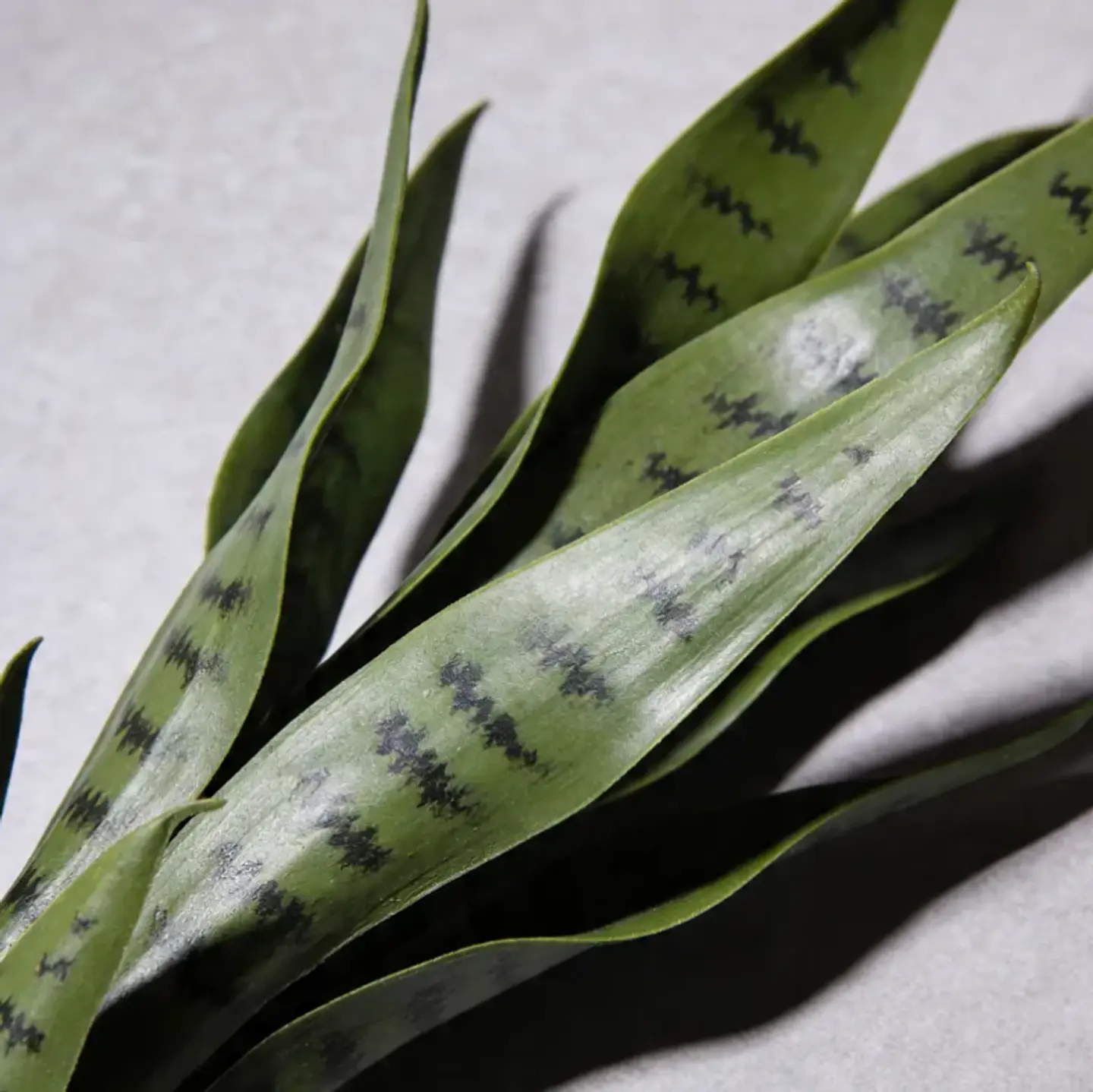 Planta Artificial Lengua De Suegra Decorativa 50cm Con Macetero 7