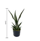 Planta Artificial Decorativa Sansevieria 40cm Con Macetero - Miniatura 5