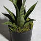 Planta Artificial Decorativa Sansevieria 40cm Con Macetero - Miniatura 4