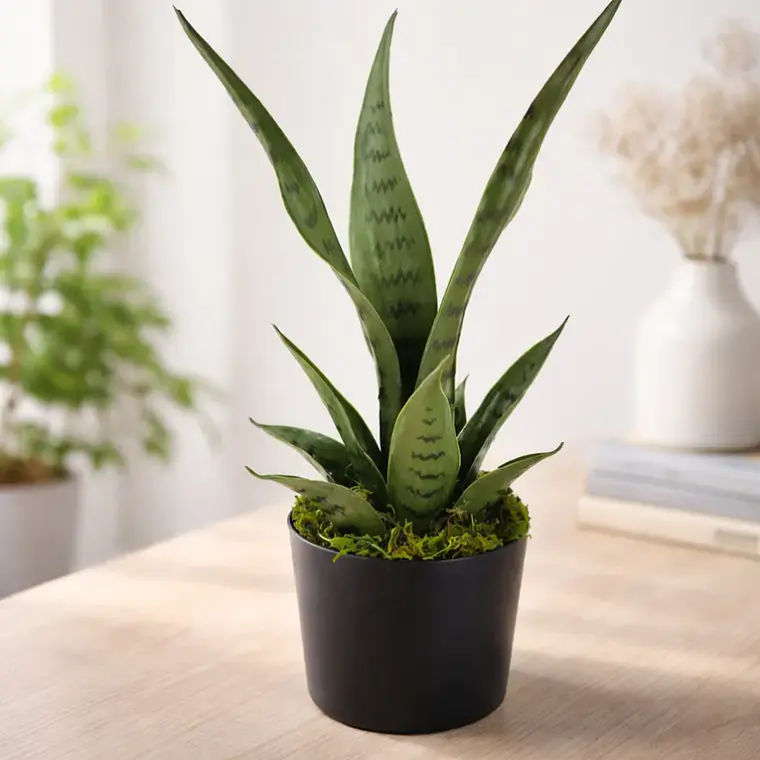 Planta Artificial Decorativa Sansevieria 40cm Con Macetero 6