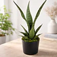 Planta Artificial Decorativa Sansevieria 40cm Con Macetero - Miniatura 6