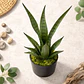 Planta Artificial Decorativa Sansevieria 40cm Con Macetero - Miniatura 7