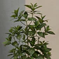 Planta Artificial Decorativa 1.5m Con Macetero - Miniatura 6