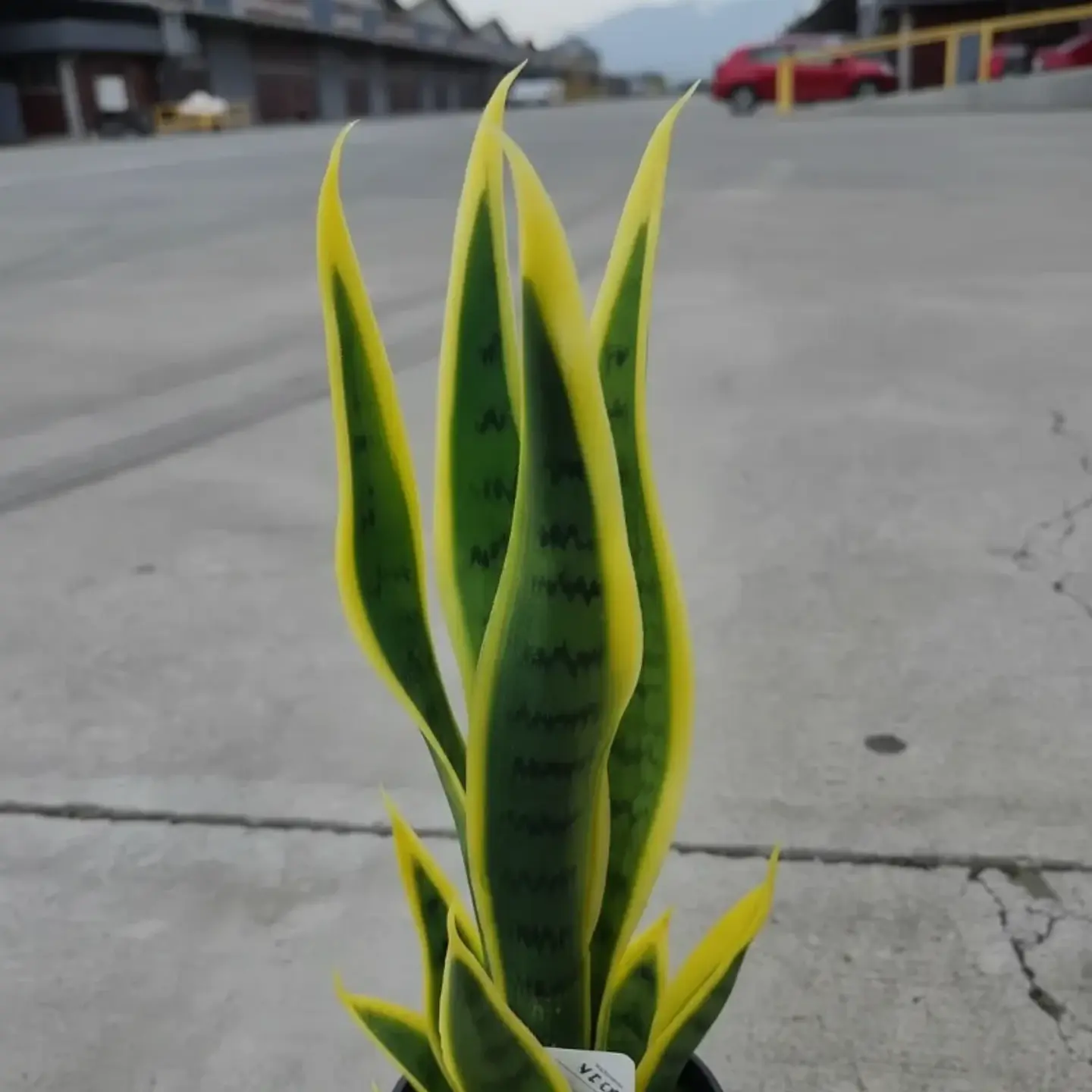 Planta Artificial Lengua De Suegra Con Macetero Negro 4