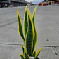 Planta Artificial Lengua De Suegra Con Macetero Negro - Miniatura 4