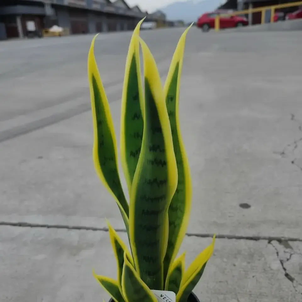 Planta Artificial Lengua De Suegra Con Macetero Negro 4