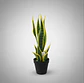 Planta Artificial Lengua De Suegra Con Macetero Negro - Miniatura 5