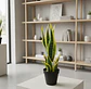 Planta Artificial Lengua De Suegra Con Macetero Negro - Miniatura 6