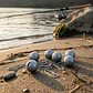 Set 6 Plomos De Pesca Redondo Ranurado 6g - Miniatura 3