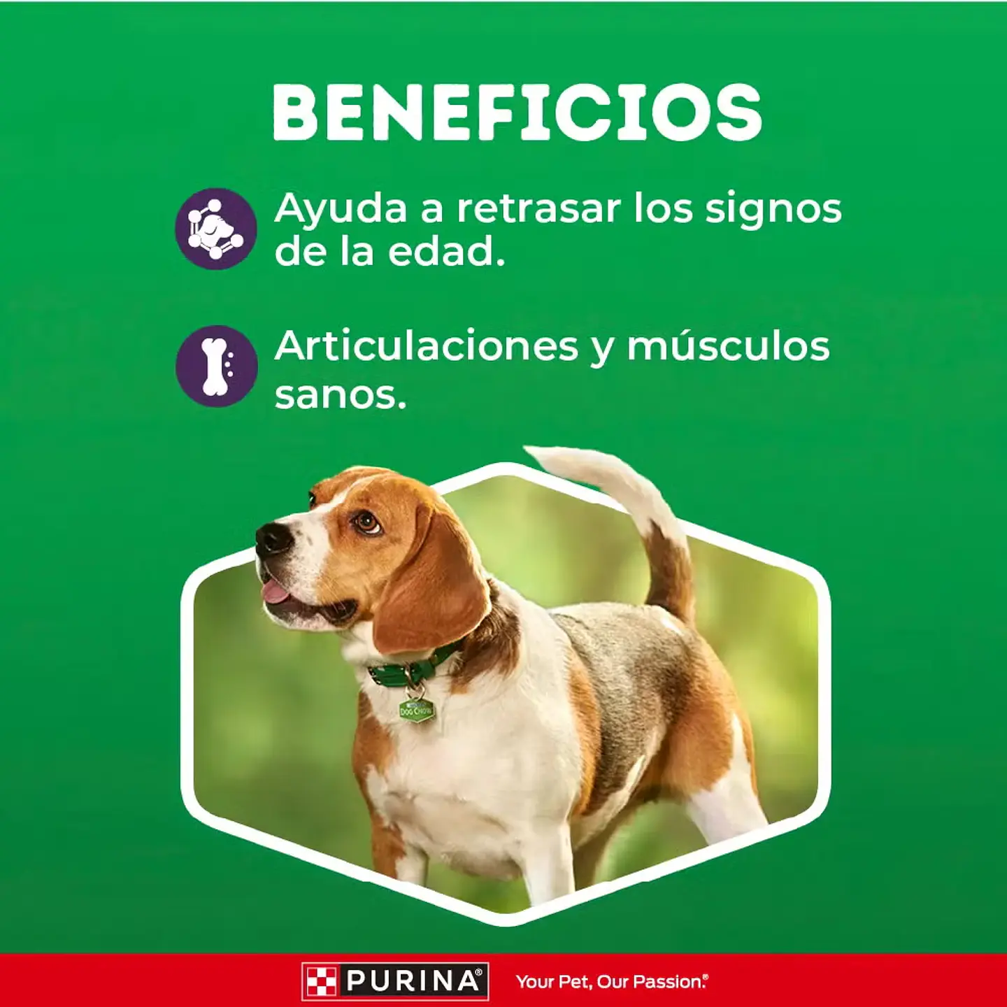 Dog Chow Longevidad Adulto 7+ Todos los Tamaños 8 KG 3