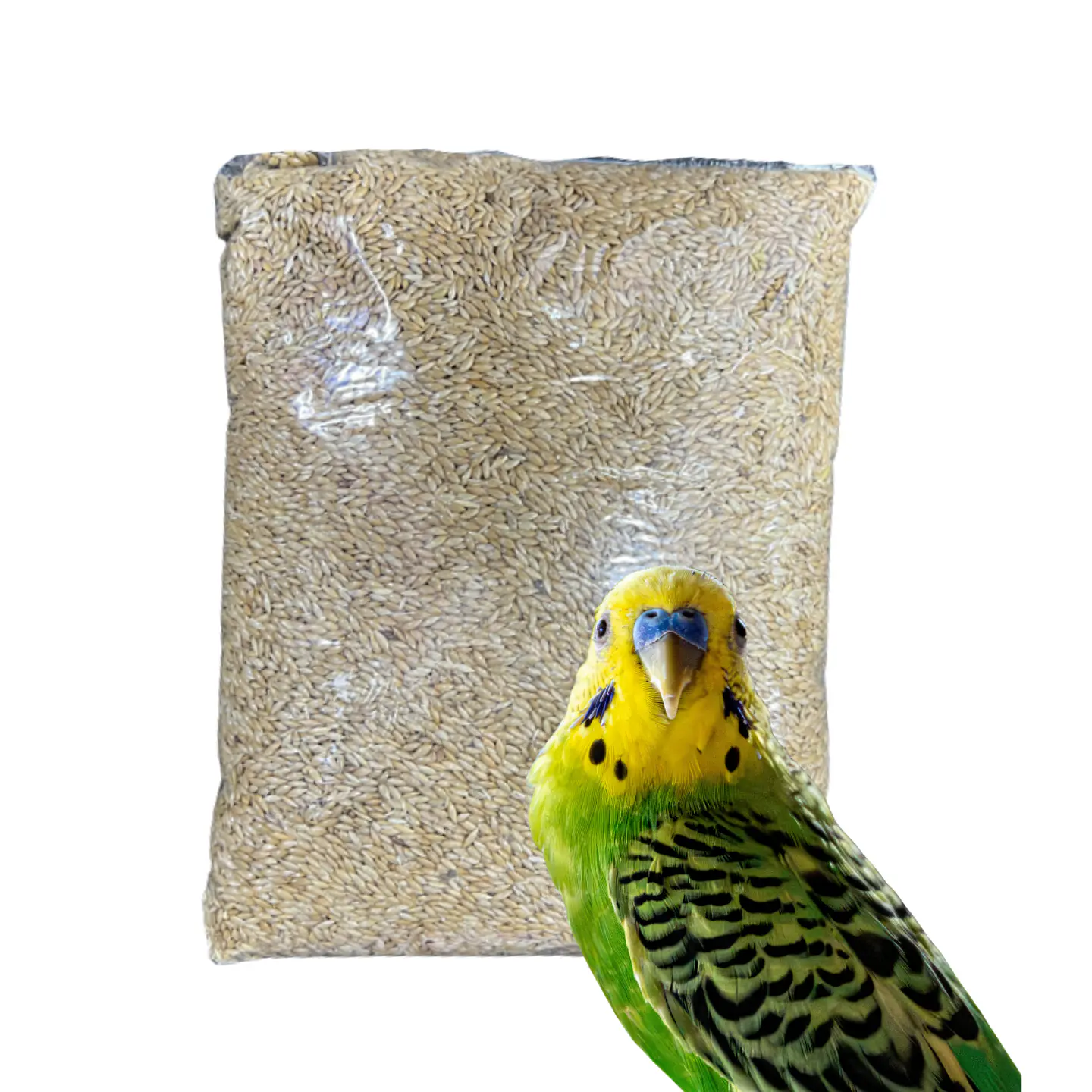Semillas de Alpiste para Aves Ornamentales 1 Kg 1
