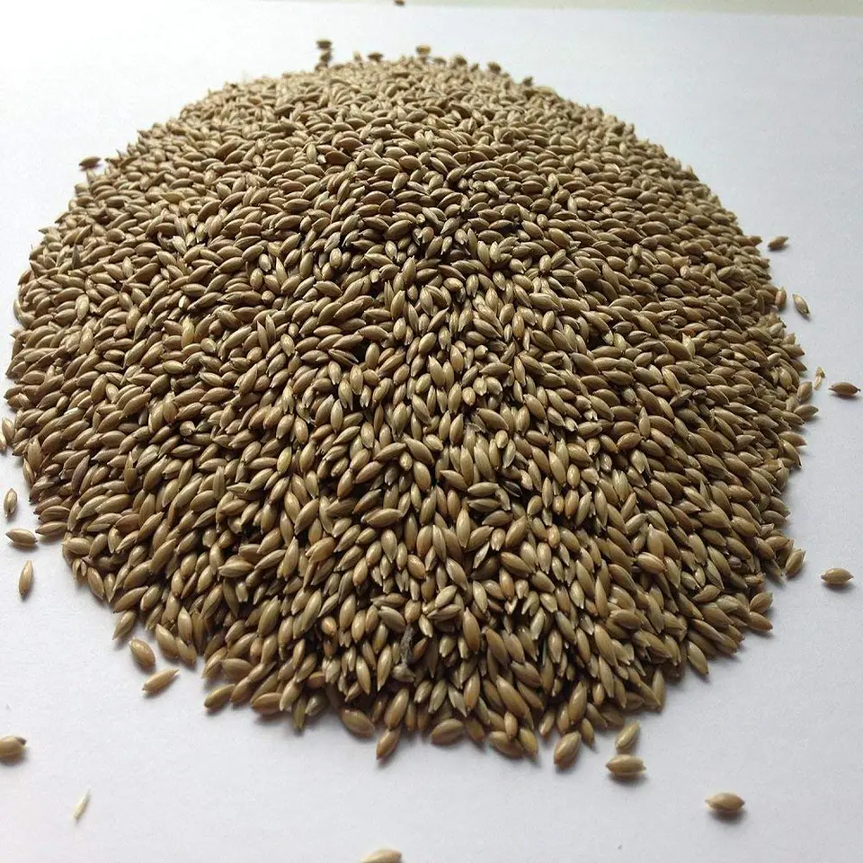 Semillas de Alpiste para Aves Ornamentales 1 Kg 3
