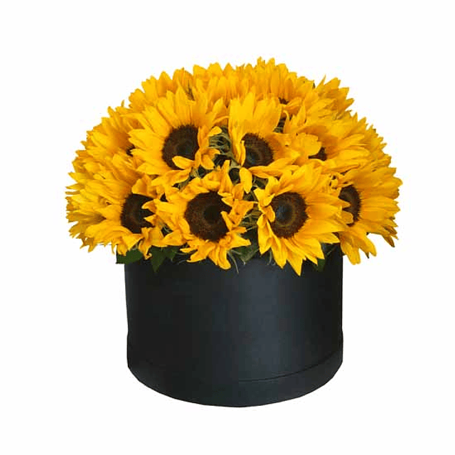 Caja 25-30 girasoles