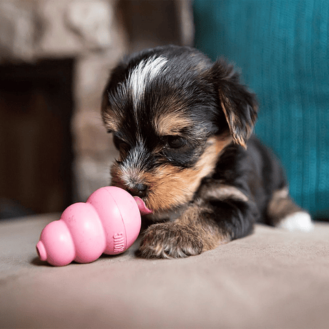 Kong puppy S celeste