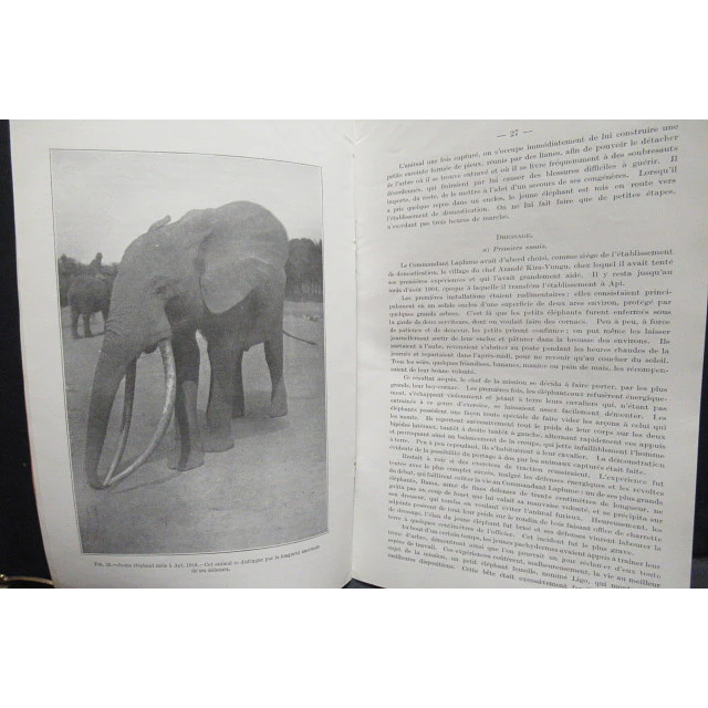La Domestication De L`Eléphant D`Afrique/Congo Belge 1920 E. Leplae