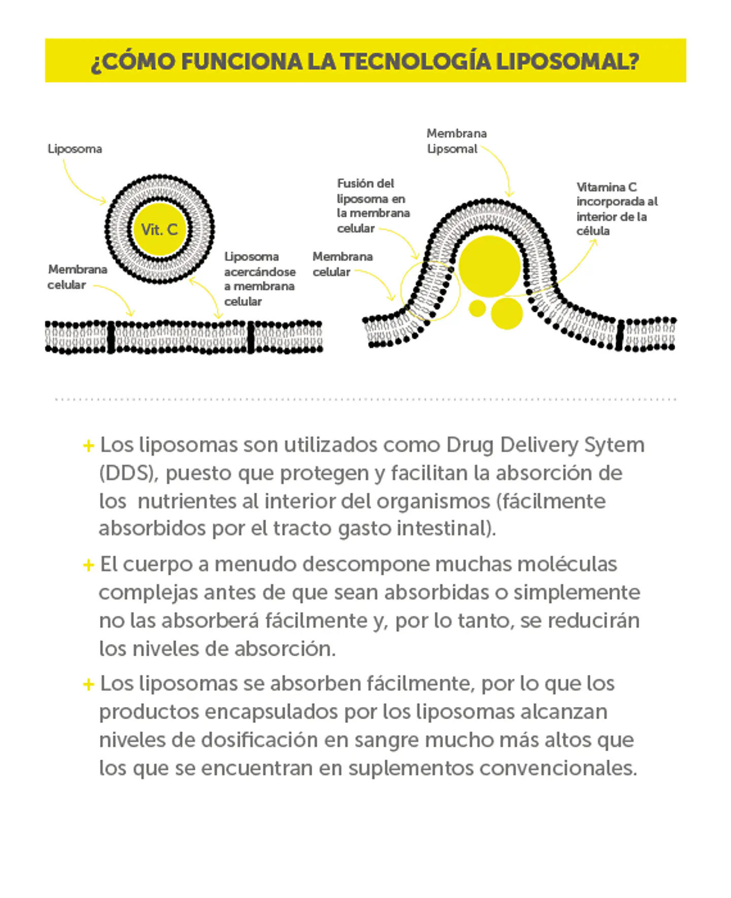 Vitamina C Plus Liposomal 90 cápsulas  Wellplus 5