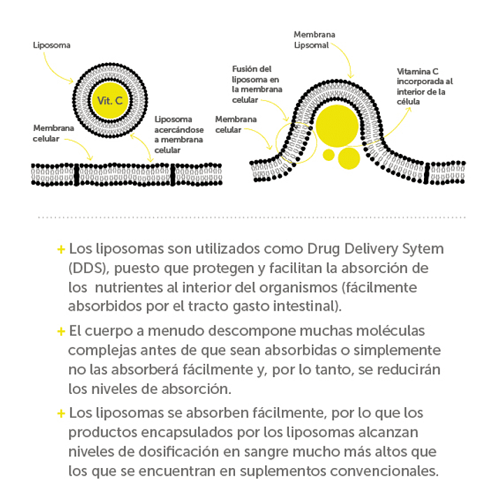 Vitamina C Plus Liposomal 90 cápsulas  Wellplus 5
