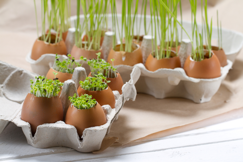 Cómo cultivar tus propias hierbas en la cocina