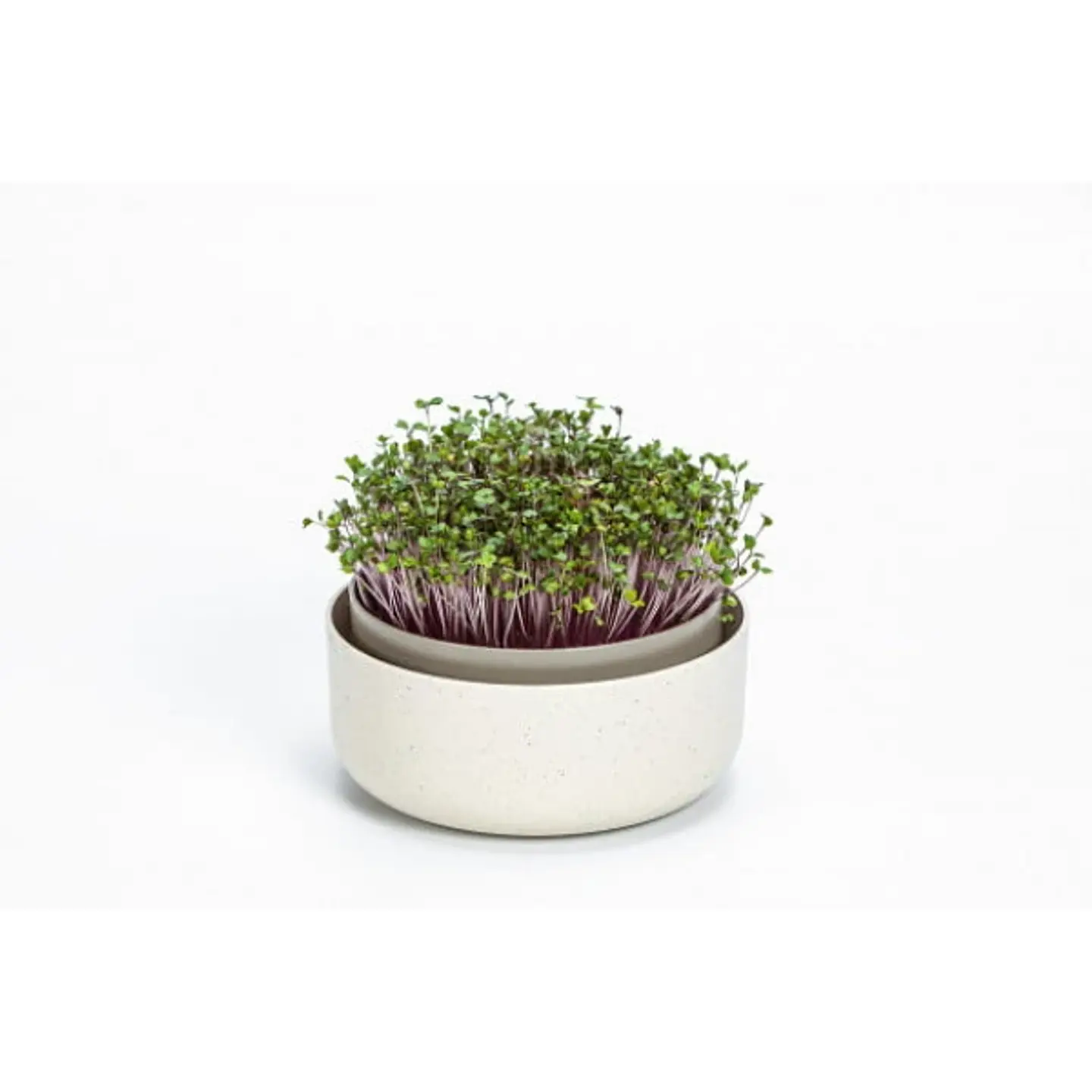 MicroGreens - Germinador de Semillas 1
