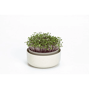 MicroGreens - Germinador de Semillas