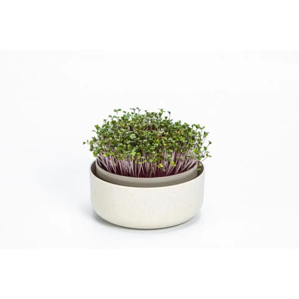 MicroGreens - Germinador de Semillas 1