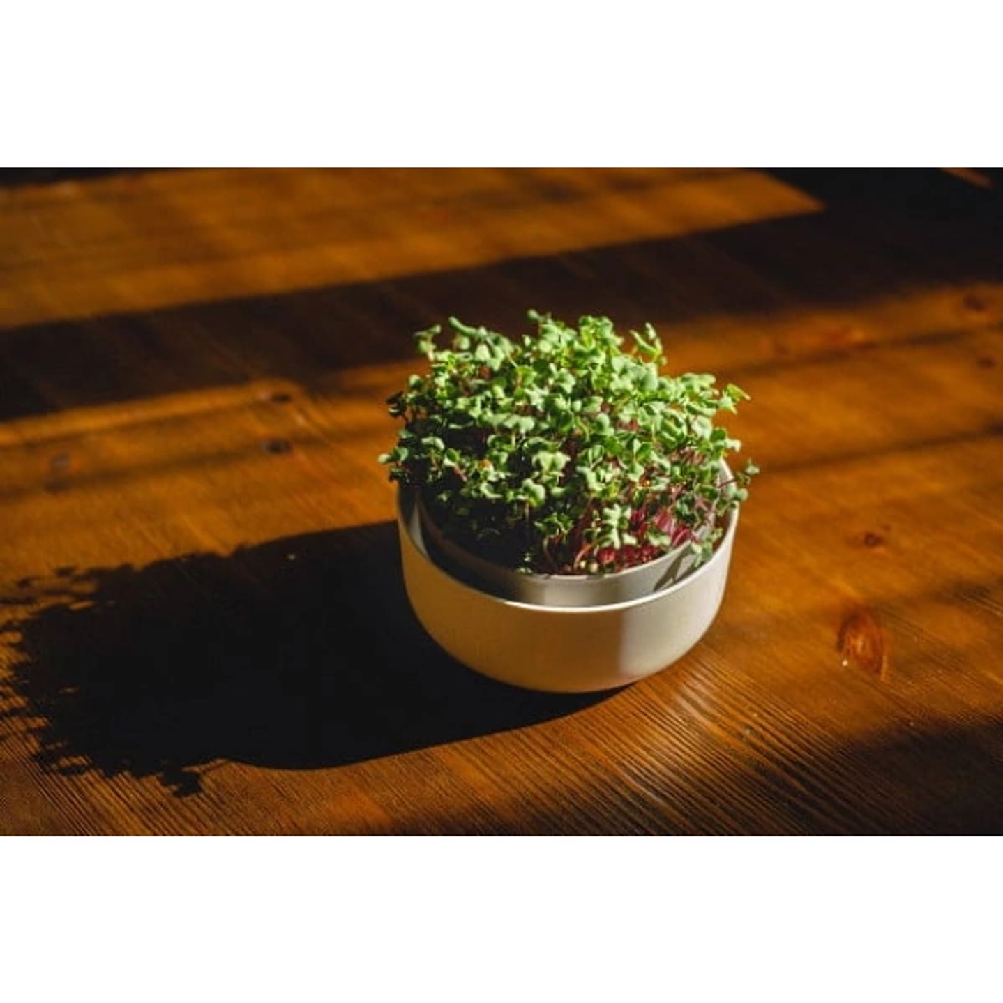 MicroGreens - Germinador de Semillas 6