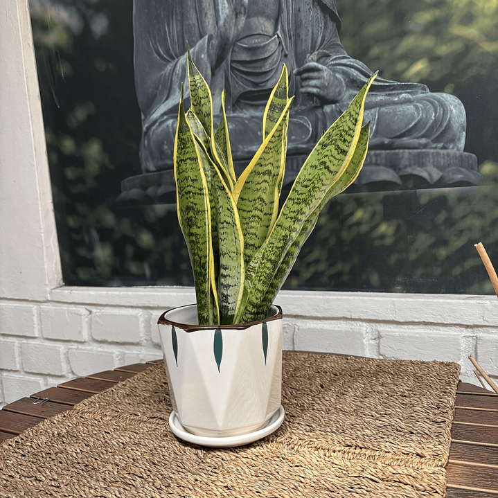 Plantas RV - Sansevieria Laurentii Tamaño M / Retiro solo en tienda  1