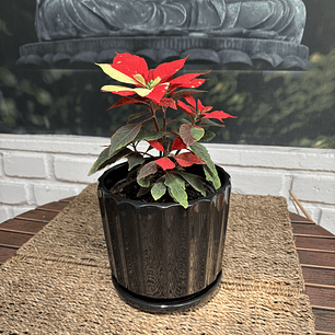 Plantas RV - Corona del Inca Variegada tamaño M / Retiro solo en tienda 