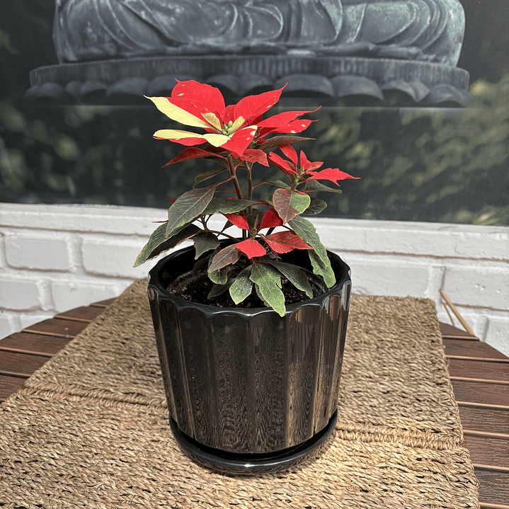 Plantas RV - Corona del Inca Variegada tamaño M / Retiro solo en tienda  1