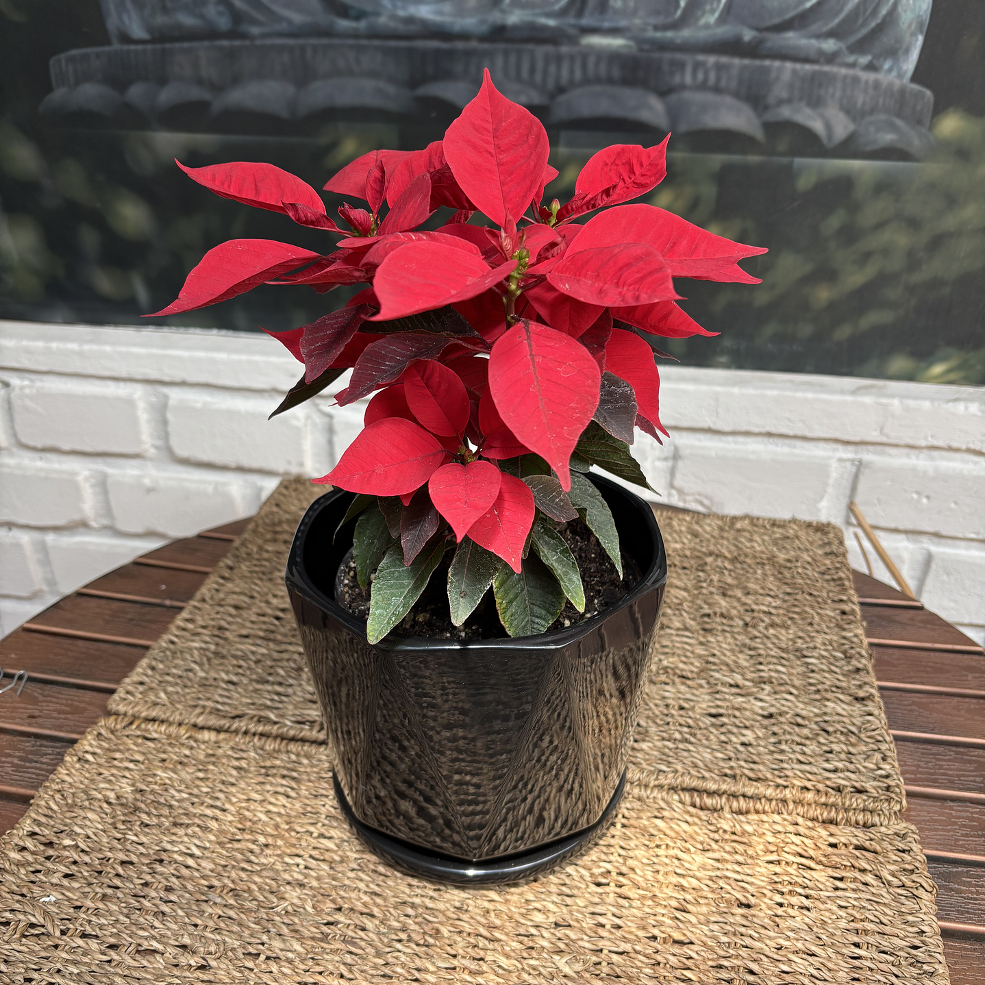 Plantas RV - Corona del Inca tamaño M / Retiro solo en tienda  1