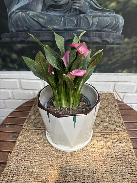 Plantas RV - Calas Colores tamaño M / Retiro solo en tienda 