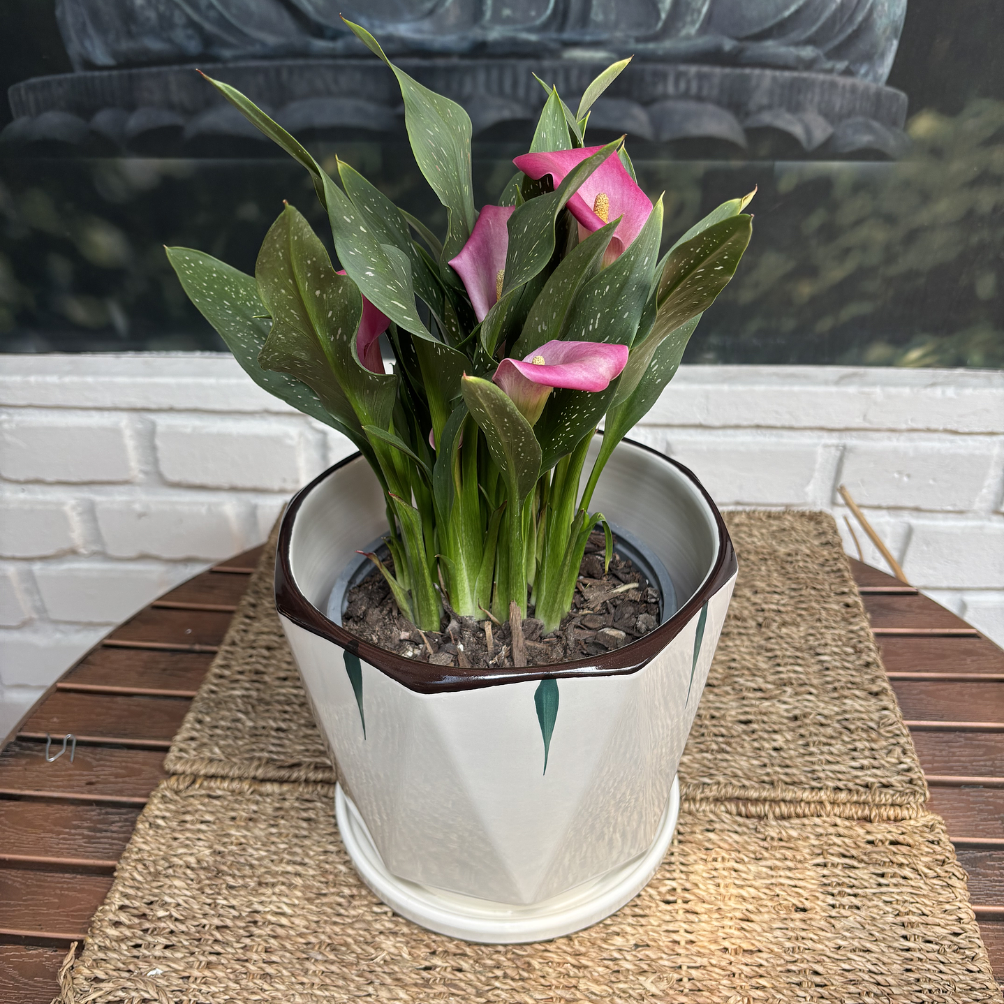 Plantas RV - Calas Colores tamaño M / Retiro solo en tienda  1