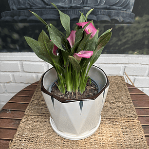 Plantas RV - Calas Colores tamaño M / Retiro solo en tienda 