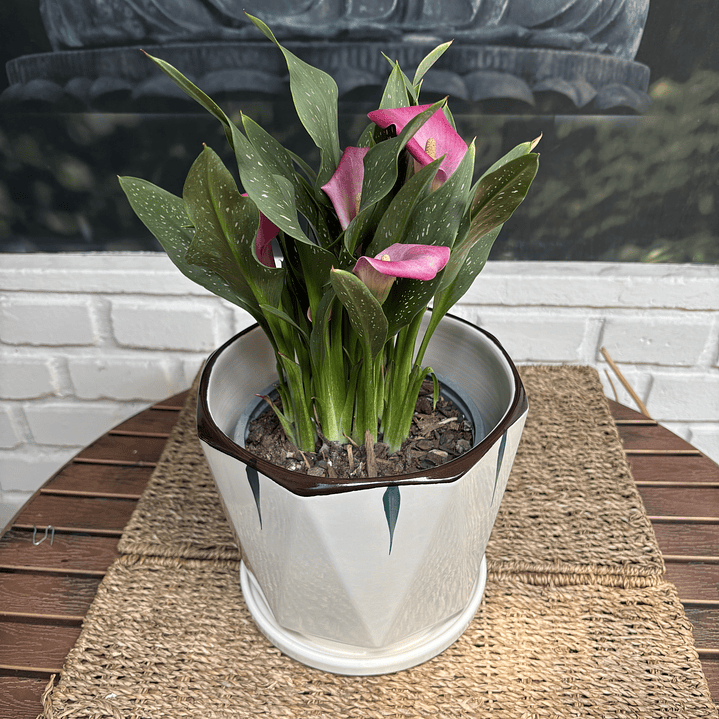 Plantas RV - Calas Colores tamaño M / Retiro solo en tienda  1