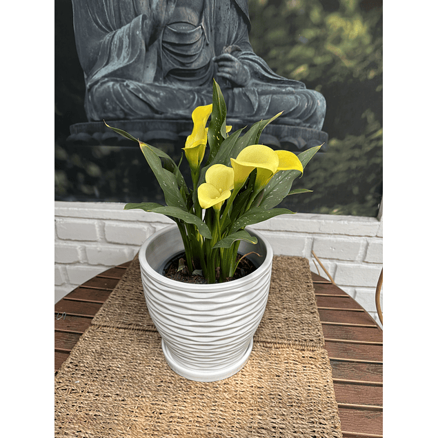 Jardin RV - Calas Colores tamaño M / Retiro solo en tienda 