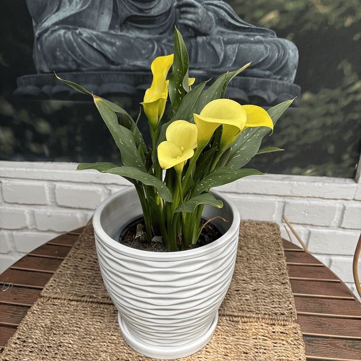 Plantas RV - Calas Colores tamaño M / Retiro solo en tienda  2