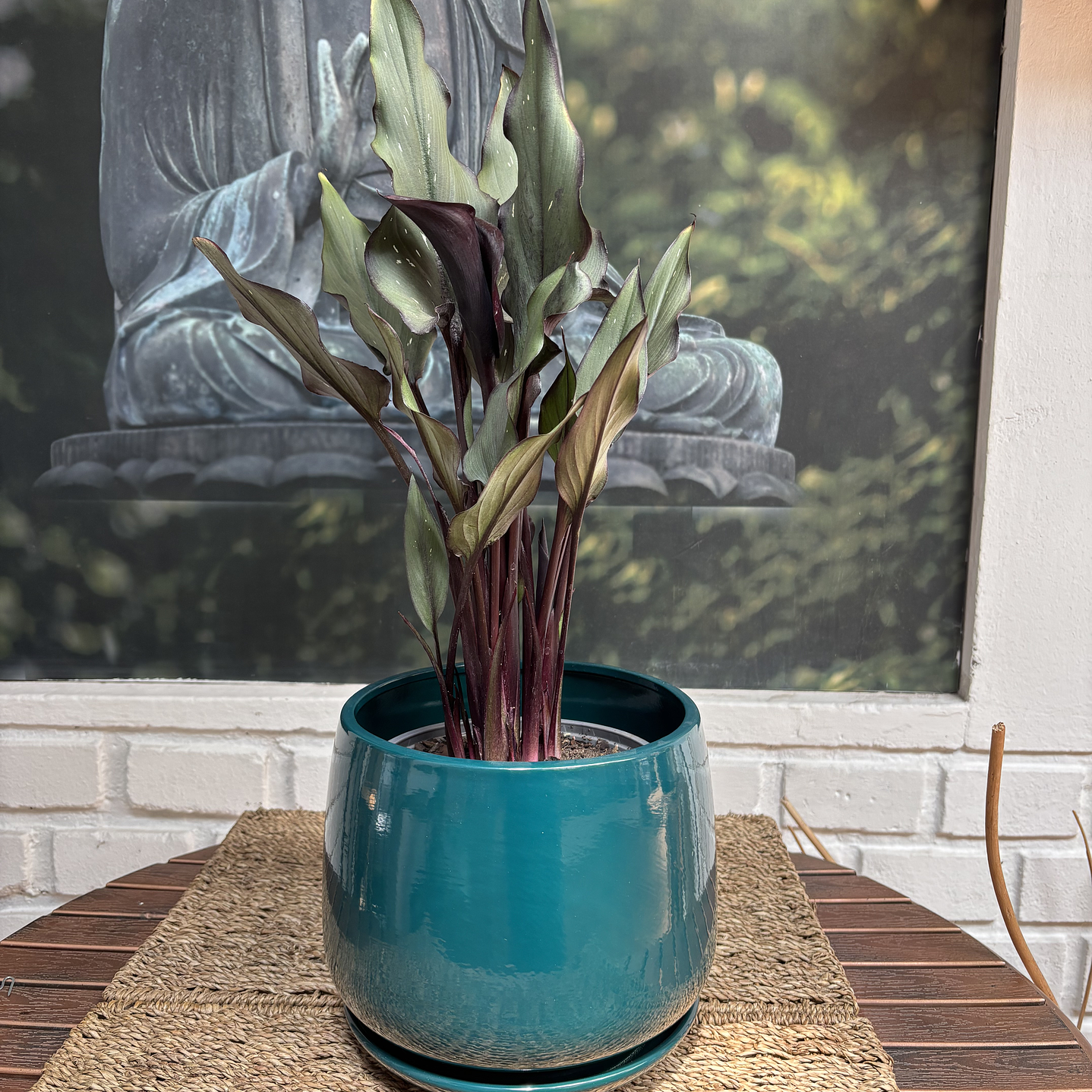 Plantas RV - Calas Colores tamaño M / Retiro solo en tienda  3