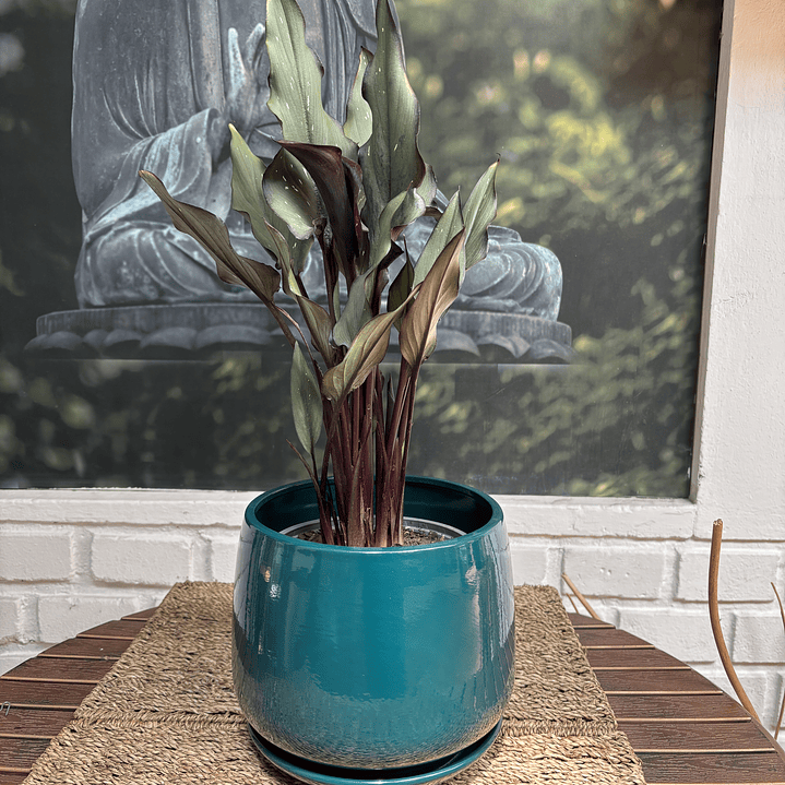 Plantas RV - Calas Colores tamaño M / Retiro solo en tienda  3