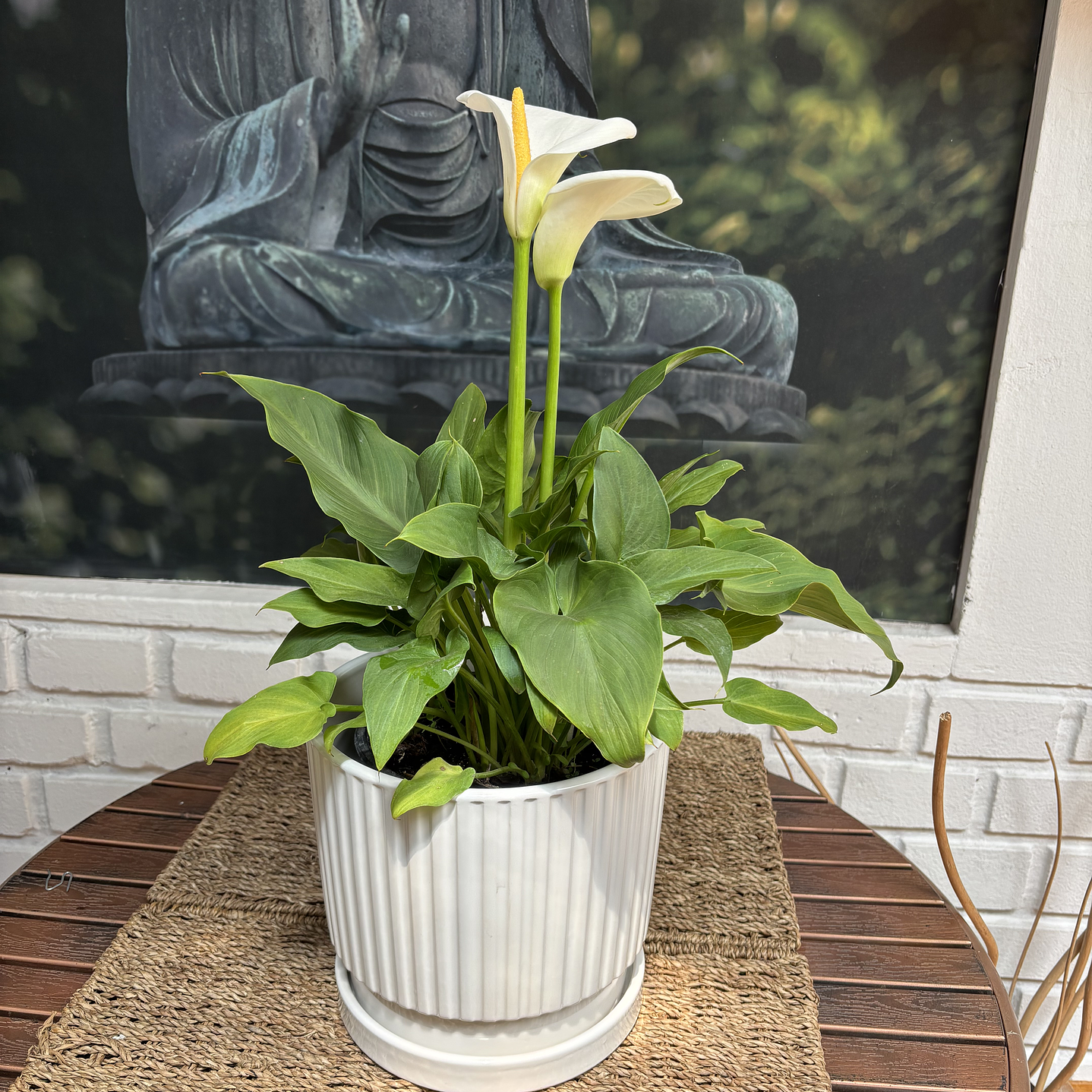 Plantas RV - Calas Blancas tamaño M / Retiro solo en tienda  1