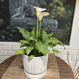 Plantas RV - Calas Blancas tamaño M / Retiro solo en tienda 