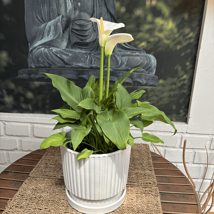 Plantas RV - Calas Blancas tamaño M / Retiro solo en tienda  1