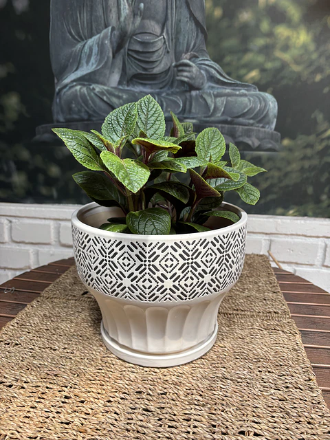 Plantas RV - Dolar Negro tamaño M / sin maceta