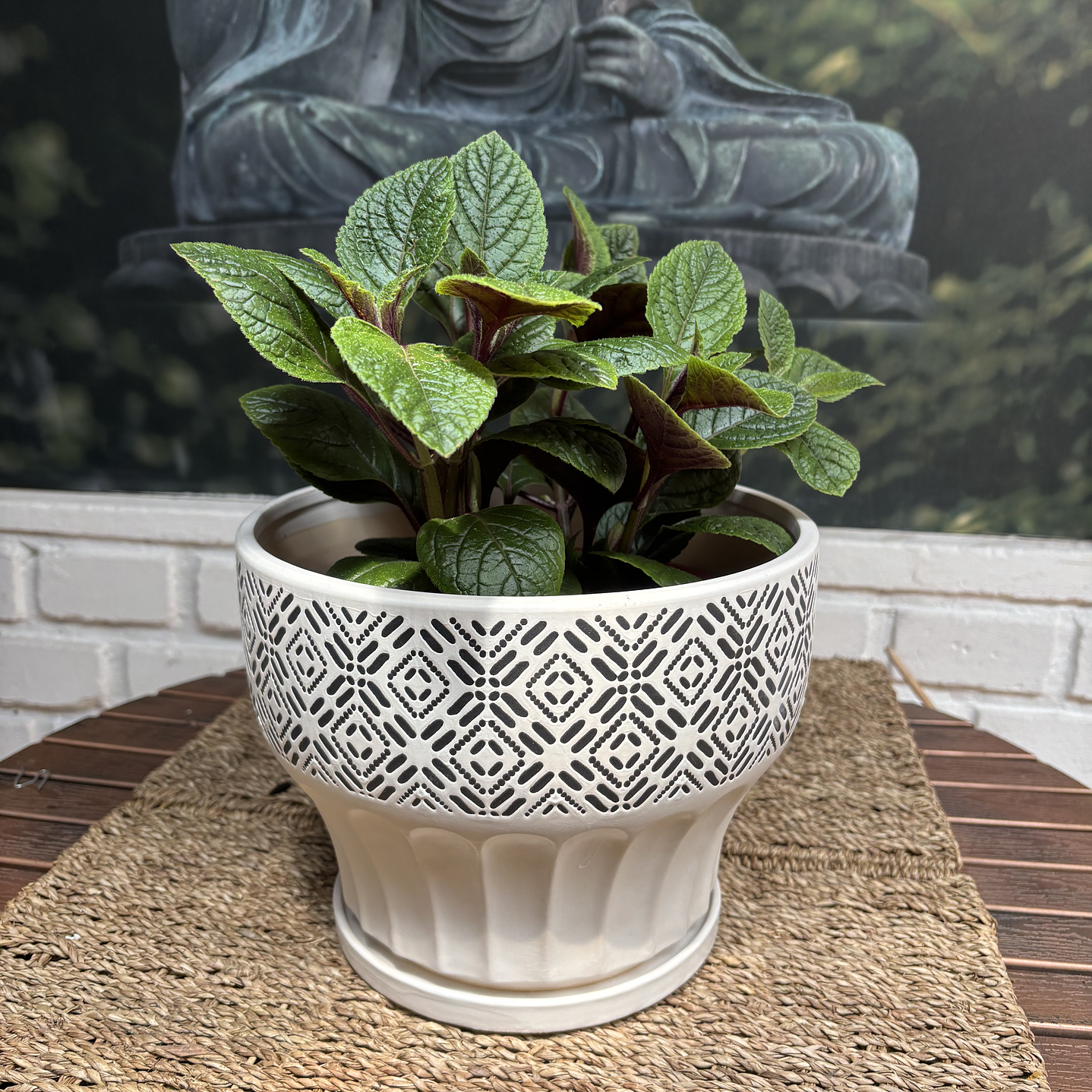 Plantas RV - Dolar Negro tamaño S / Retiro solo en tienda  1