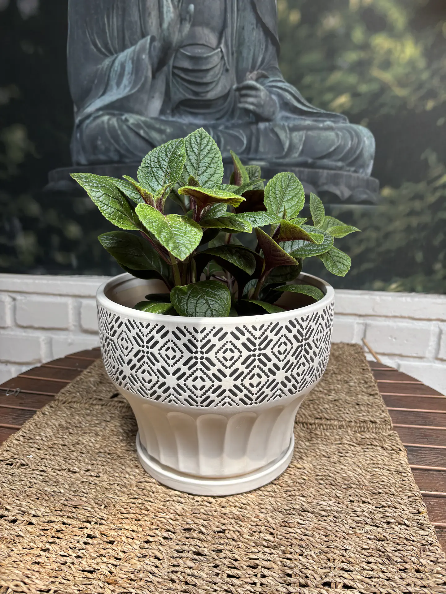 Plantas RV - Dolar Negro tamaño M / sin maceta 1