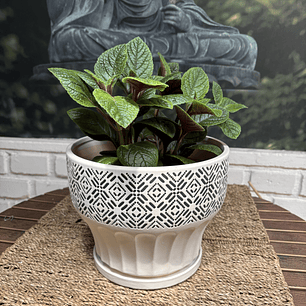 Plantas RV - Dolar Negro tamaño S / Retiro solo en tienda 