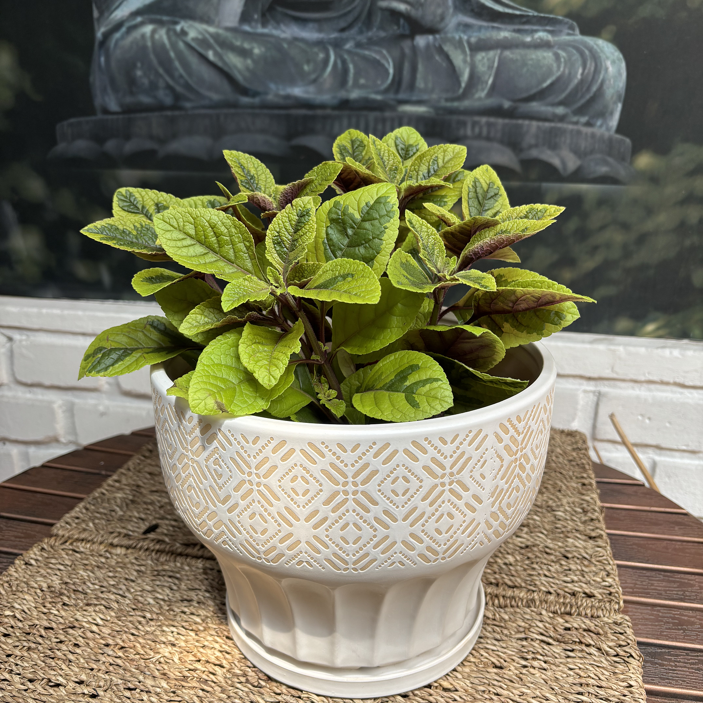 Plantas RV - Dolar Variegado tamaño M / Retiro solo en tienda  1