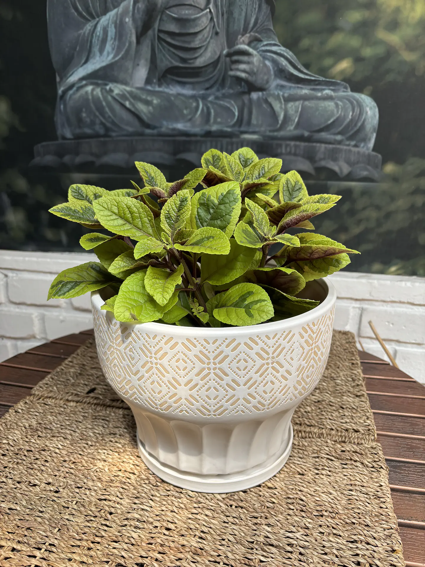 Plantas RV - Dolar Variegado tamaño M 1