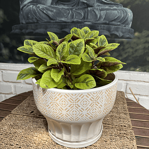 Plantas RV - Dolar Variegado tamaño M / Retiro solo en tienda 